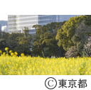 浜離宮恩賜庭園の菜の花