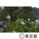 第61回立川花火大会