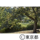 公園内の風景
