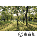 公園内樹林