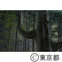 天狗の腰掛け杉
