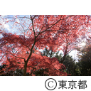 紅葉の御岳山