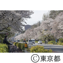 国立の桜並木