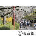 国立の桜並木