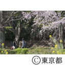 国立の桜並木