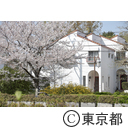 国立の桜並木
