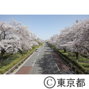 国立の桜並木
