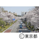 国立の桜並木