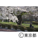 国立の桜並木