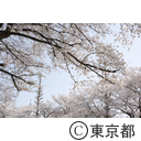 国立の桜並木