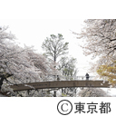 国立の桜並木