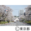 国立の桜並木