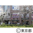 国立の桜並木