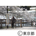 井の頭公園の桜