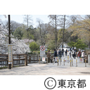 井の頭公園の桜