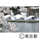 井の頭公園の桜