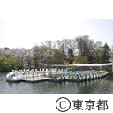 井の頭公園の桜