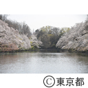 井の頭公園の桜