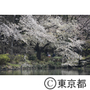 井の頭公園の桜
