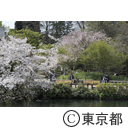 井の頭公園の桜