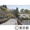 井の頭公園の桜
