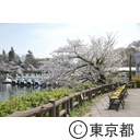 井の頭公園の桜