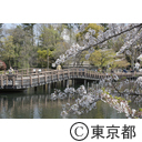 井の頭公園の桜