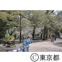 井の頭公園の桜