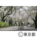 井の頭公園の桜