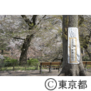 井の頭公園の桜