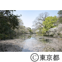 井の頭公園の桜