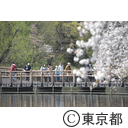 井の頭公園の桜