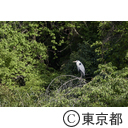 多摩川の白鷺