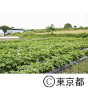八王子の農業（小比企町）じゃがいも畑