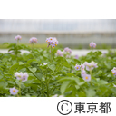 八王子の農業（小比企町）じゃがいもの花