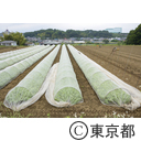 八王子の農業（小比企町）
