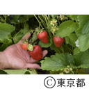 八王子の農業（小比企町）東京おひさまベリー