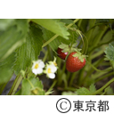 八王子の農業（小比企町）東京おひさまベリー