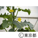 八王子の農業（小比企町）