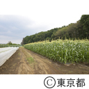 八王子の農業（小比企町）とうもろこし畑