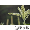 八王子の農業（小比企町）とうもろこしの花