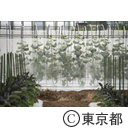 八王子の農業（小比企町）きゅうり
