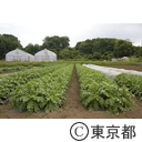 八王子の農業（小比企町）大根