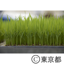 八王子の農業（高月町）稲の苗