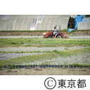 八王子の農業（小比企町）代掻き(しろかき)作業