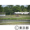 八王子の農業（高月町）