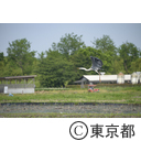 八王子の農業（高月町）青鷺の飛ぶ田んぼ