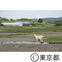 八王子の農業（高月町）田んぼの風景