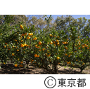 武蔵村山市のみかん