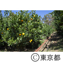 武蔵村山市のみかん